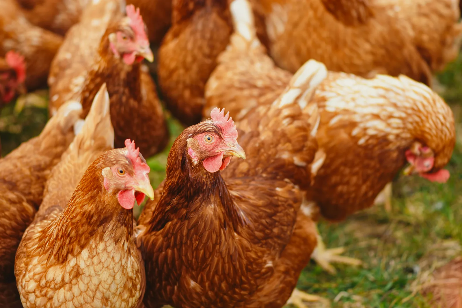 A flock of brown chickens standing together on green grass